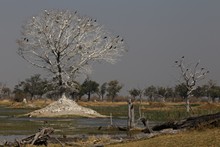 vignette Botswana_2017_0880.jpg 