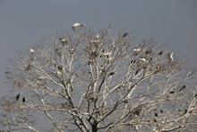 vignette Botswana_2017_0886.jpg 