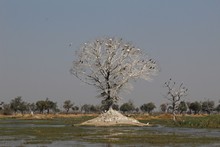 vignette Botswana_2017_0894.jpg 