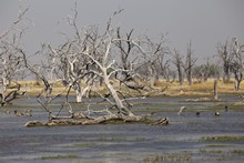 vignette Botswana_2017_0897.jpg 