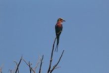 vignette Botswana_2017_0906.jpg 