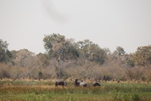 vignette Botswana_2017_0908.jpg 