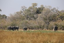 vignette Botswana_2017_0909.jpg 