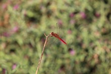 vignette Botswana_2017_0910.jpg 