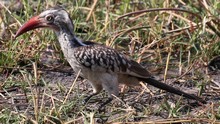 vignette Botswana_2017_0913.jpg 