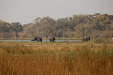 vignette Botswana_2017_0917.jpg 