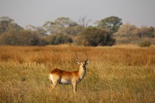 vignette Botswana_2017_0919.jpg 