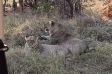 vignette Botswana_2017_0938.jpg 