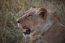 vignette Botswana_2017_0940.jpg 