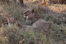 vignette Botswana_2017_0946.jpg 