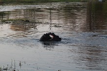 vignette Botswana_2017_0949.jpg 