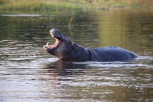 vignette Botswana_2017_0958.jpg 