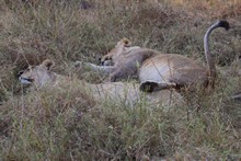 vignette Botswana_2017_0963.jpg 