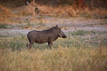 vignette Botswana_2017_0965.jpg 