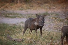 vignette Botswana_2017_0967.jpg 