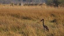 vignette Botswana_2017_0971.jpg 