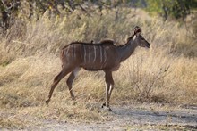 vignette Botswana_2017_0972.jpg 