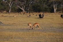 vignette Botswana_2017_0981.jpg 