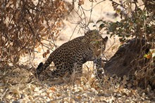 vignette Botswana_2017_1000.jpg 