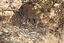 vignette Botswana_2017_1004.jpg 