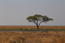 vignette Botswana_2017_1022.jpg 