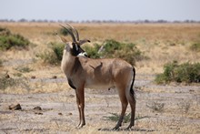 vignette Botswana_2017_1023.jpg 