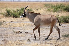 vignette Botswana_2017_1025.jpg 