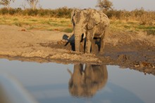 vignette Botswana_2017_1049.jpg 