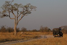 vignette Botswana_2017_1056.jpg 