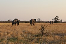 vignette Botswana_2017_1061.jpg 