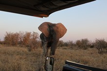 vignette Botswana_2017_1064.jpg 