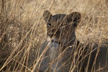 vignette Botswana_2017_1088.jpg 