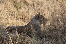 vignette Botswana_2017_1098.jpg 