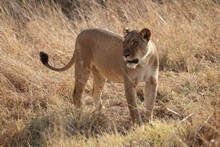 vignette Botswana_2017_1103.jpg 