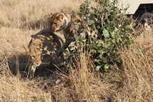 vignette Botswana_2017_1108.jpg 