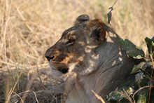 vignette Botswana_2017_1128.jpg 