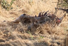 vignette Botswana_2017_1131.jpg 