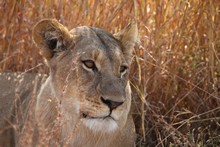 vignette Botswana_2017_1138.jpg 