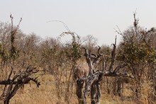 vignette Botswana_2017_1150.jpg 