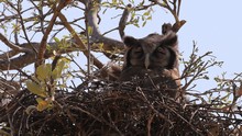 vignette Botswana_2017_1158.jpg 