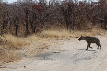 vignette Botswana_2017_1159.jpg 