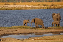 vignette Botswana_2017_1182.jpg 