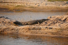 vignette Botswana_2017_1191.jpg 