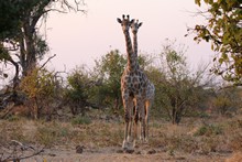 vignette Botswana_2017_1210.jpg 