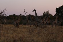 vignette Botswana_2017_1216.jpg 