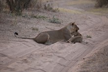 vignette Botswana_2017_1230.jpg 