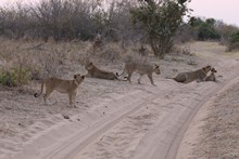 vignette Botswana_2017_1235.jpg 