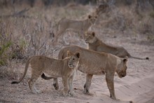 vignette Botswana_2017_1239.jpg 