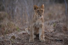 vignette Botswana_2017_1242.jpg 