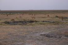 vignette Botswana_2017_1266.jpg 